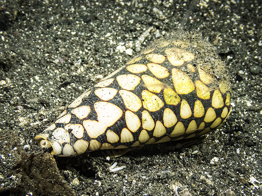 Conus marmoreus